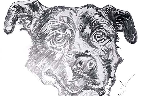 caricature of pets