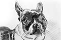 caricature of pet dog