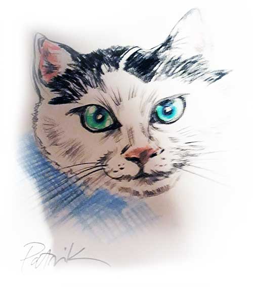 Pet portrait of cat with green eyes and blue background