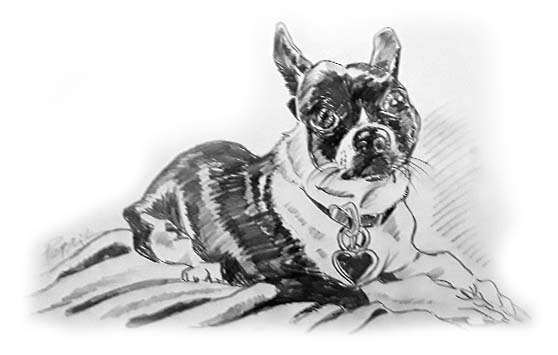 Pet Portrait in Atlanta of dog